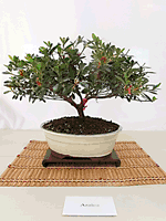 Ficus