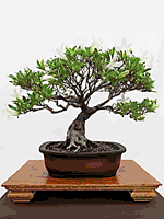 Ficus