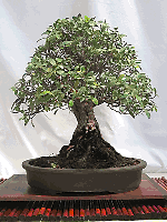 Ficus