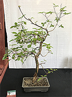 Commiphora