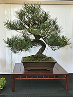 Black Pine