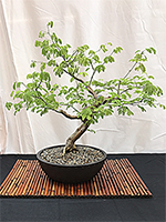 Brazilian Rain Tree