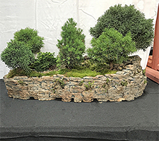 Conifer Forest