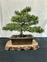 Mugo Pine