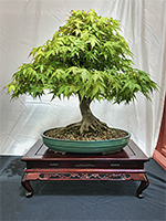 Japanese Maple