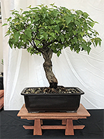 Trident Maple