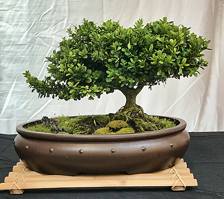 Boxwood