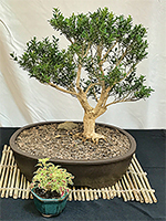 Boxwood