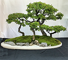 Chinese Elm Penjing