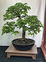 Hornbeam