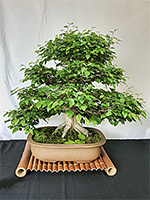 Hornbeam