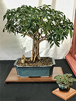 Schefflera