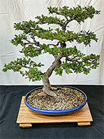 Chinese Elm