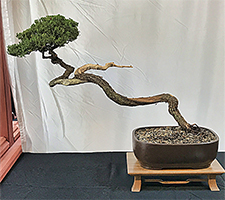 Shimpaku Juniper