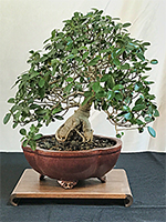 Ficus