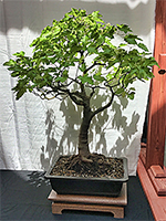 Trident Maple