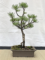 White Pine