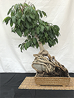 Ficus