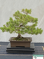 Mugo Pine