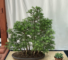 Japanese Larch