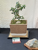  Fukien Tea