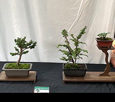 Hinoki Cypress Display