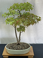 Trident Maple