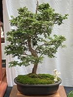 Hinoki Cypress