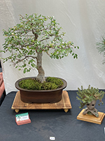 Chinese Elm