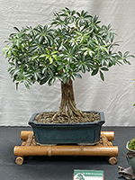 Schefflera