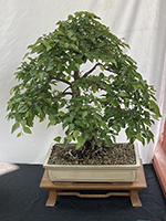 Hornbeam