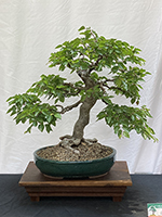 Hornbeam