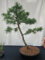 American Larch