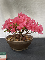 Azalea