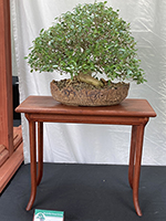 Ficus Burt Davey