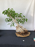 Ficus Benjamina