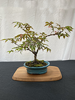 Japanese Maple