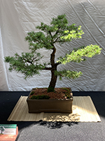 Japanese Larch