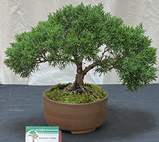 Shimpaku Juniper