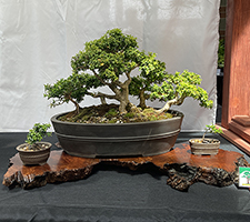 Kingsville-Boxwood