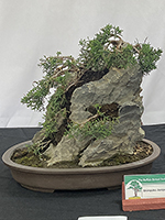 Shimpaku