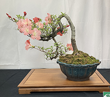 Azalea