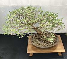 Ficus Burtt Davyi