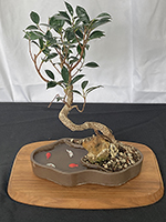 Golden Gate Ficus