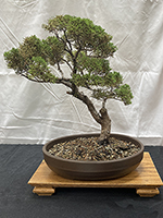 Shimpaku