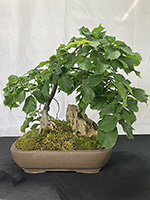 Camperdown-Elm