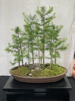 Larch Forest
