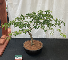 Brazillian Raintree