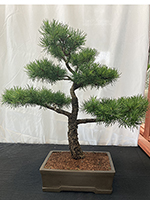Larch