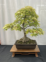 Katsura Maple